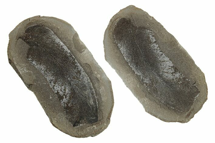 Macroneuropteris Fern Fossil Pos/Neg - Mazon Creek #270181